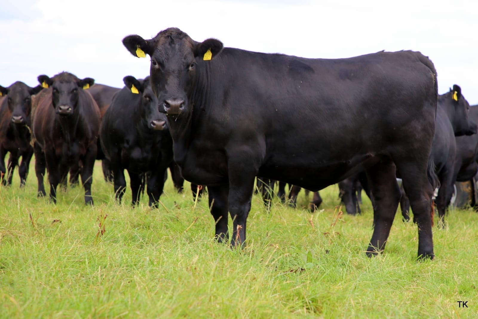 Aberdeen Angus cattle