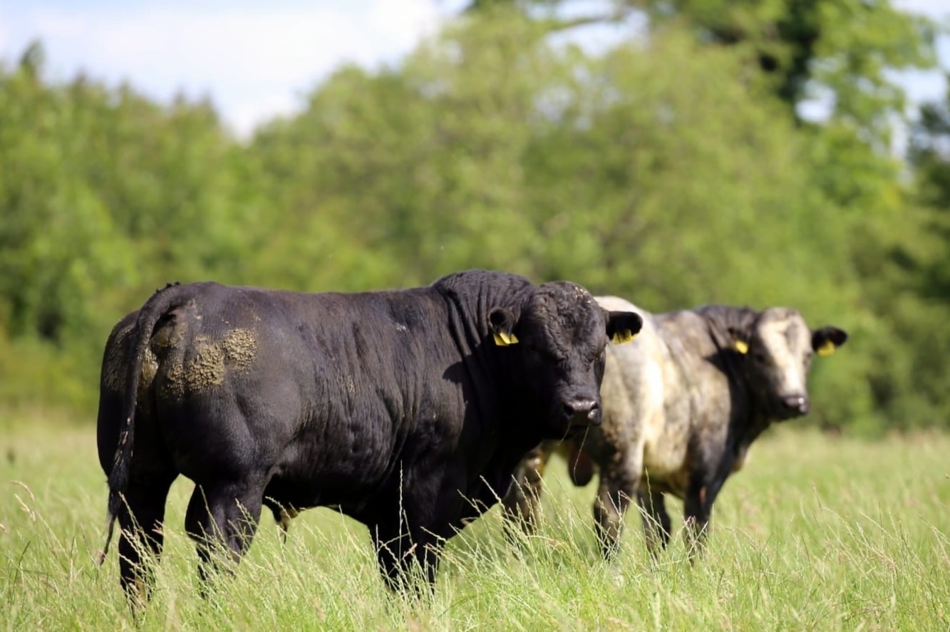 Maxwell Livestock cattle portrait