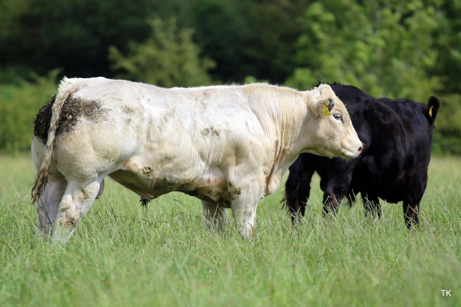 Charolais cattle