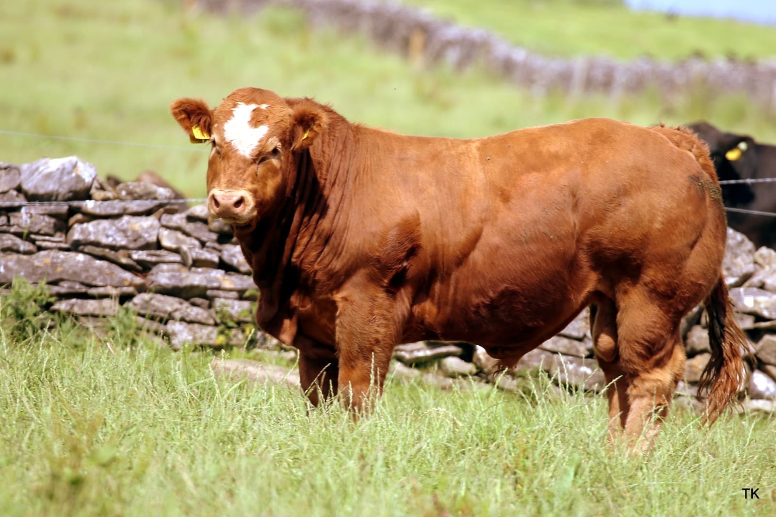 Limousin cattle