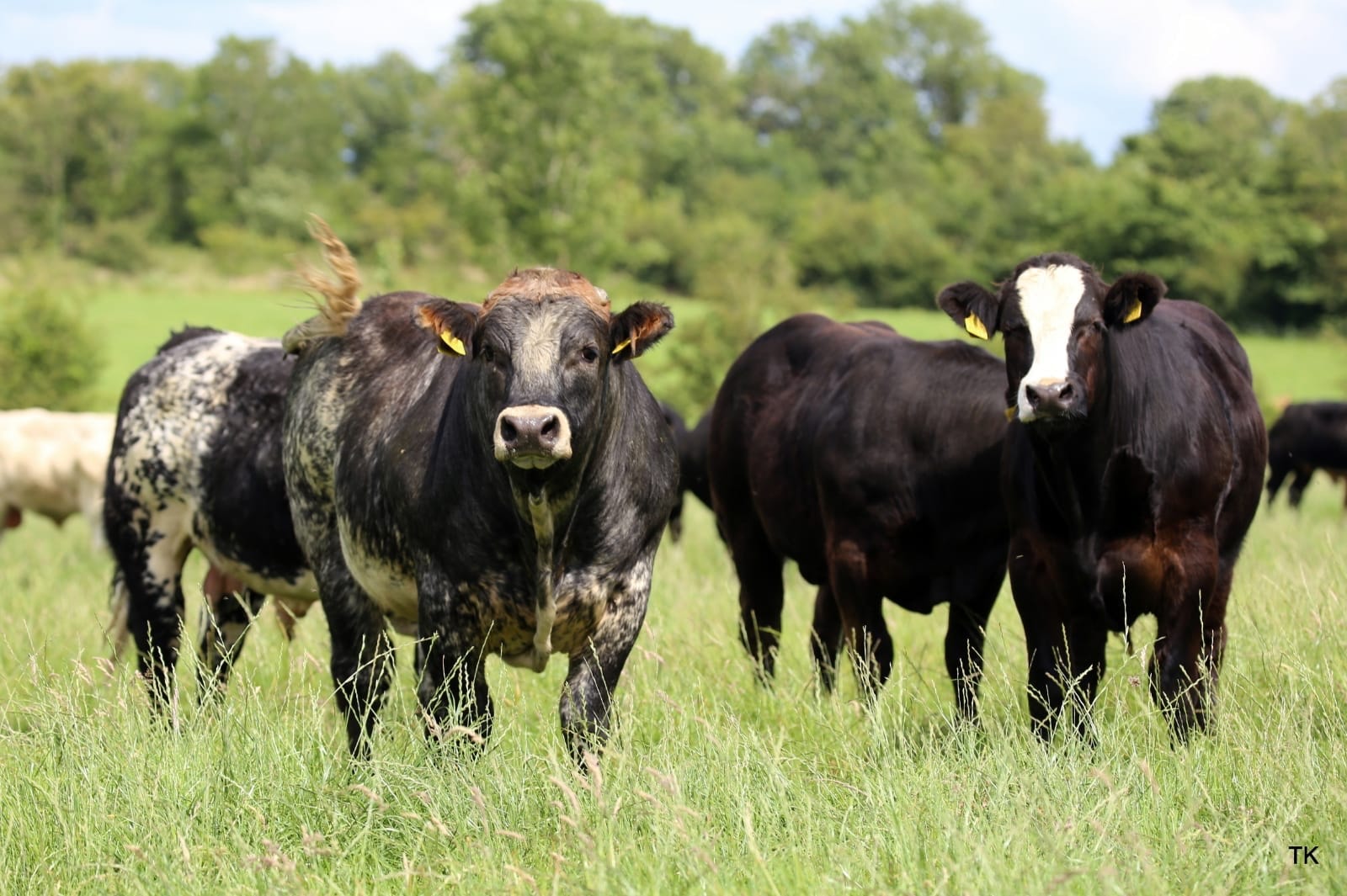 Other Continental Breeds cattle